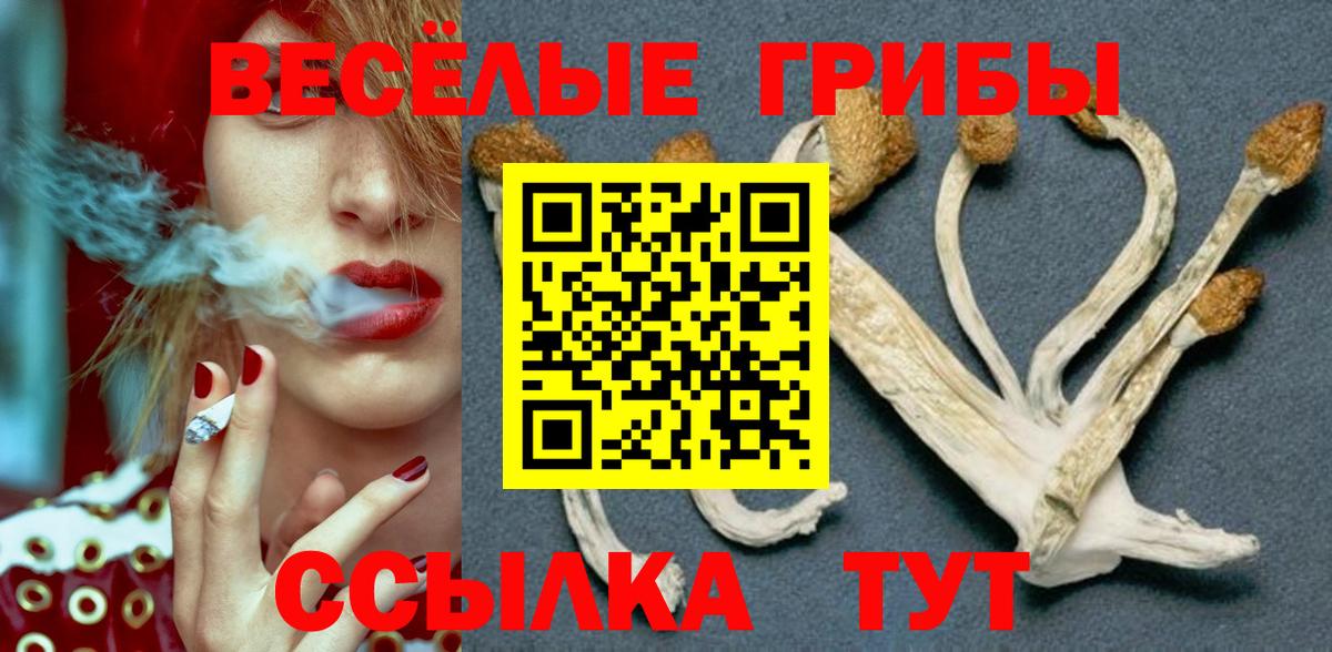 Псилоцибиновые грибы Psilocybine cubensis Новосибирск